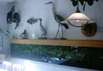 Süsswasseraquarium linke Seite